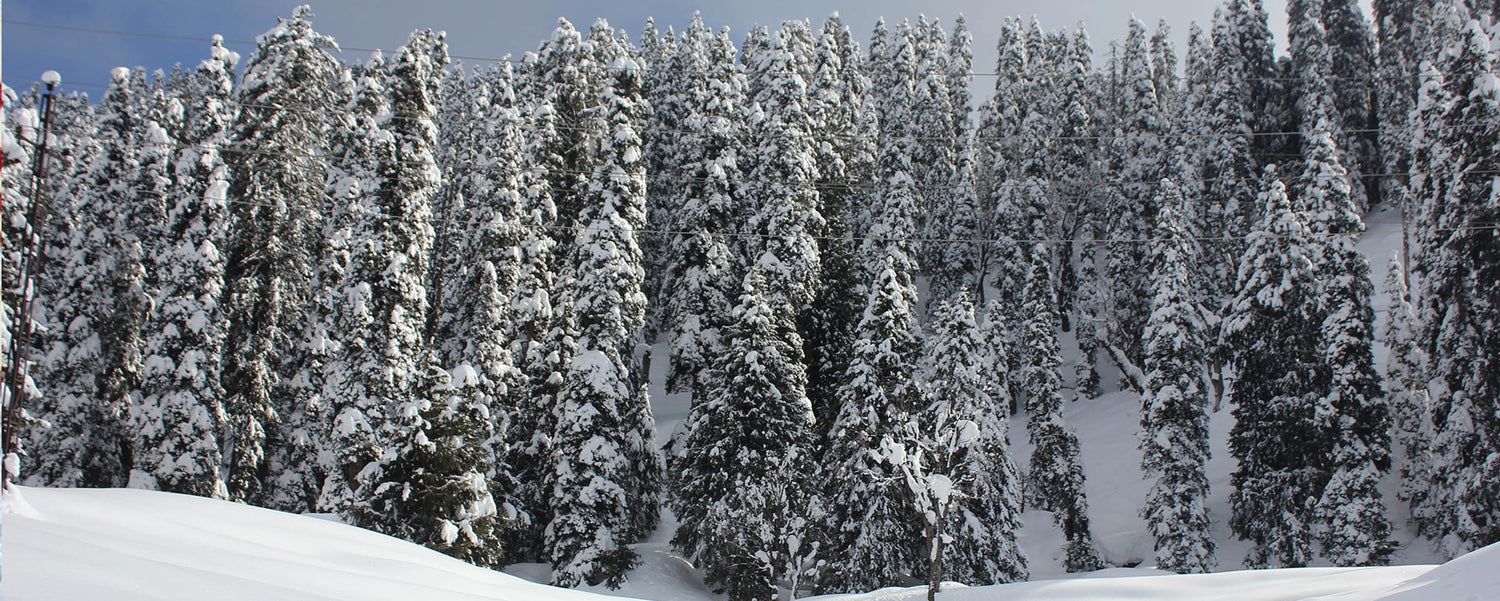 As Kashmir Celebrates The Fall of Snow