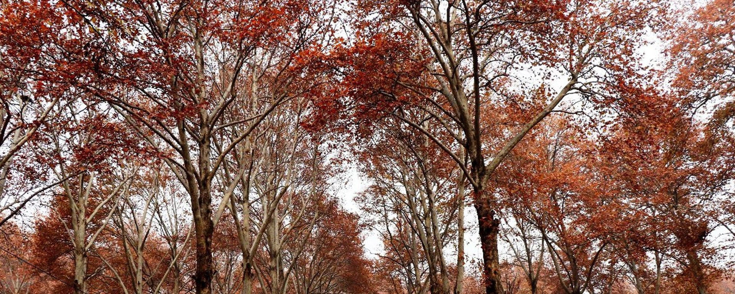 The Tale of The Majestic Chinar