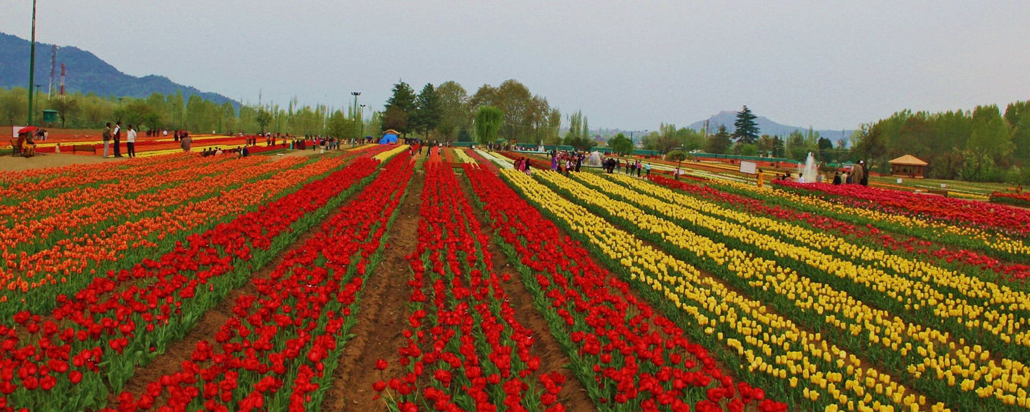 Picture Blog: A virtual tour of the Tulip Garden